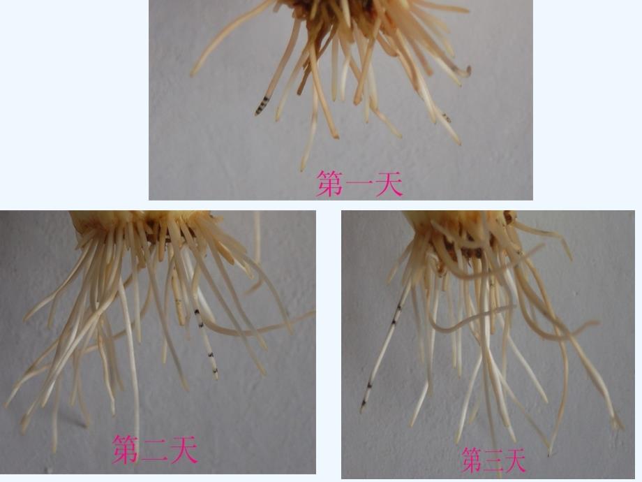 第二节植株的生长课件_第4页