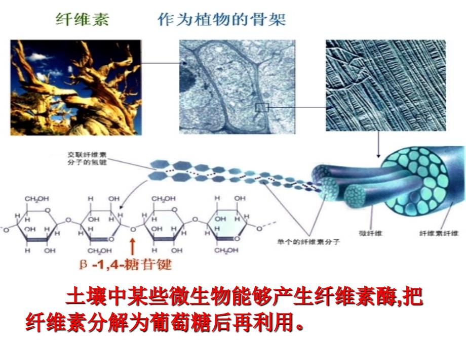 120微生物的利用_第3页