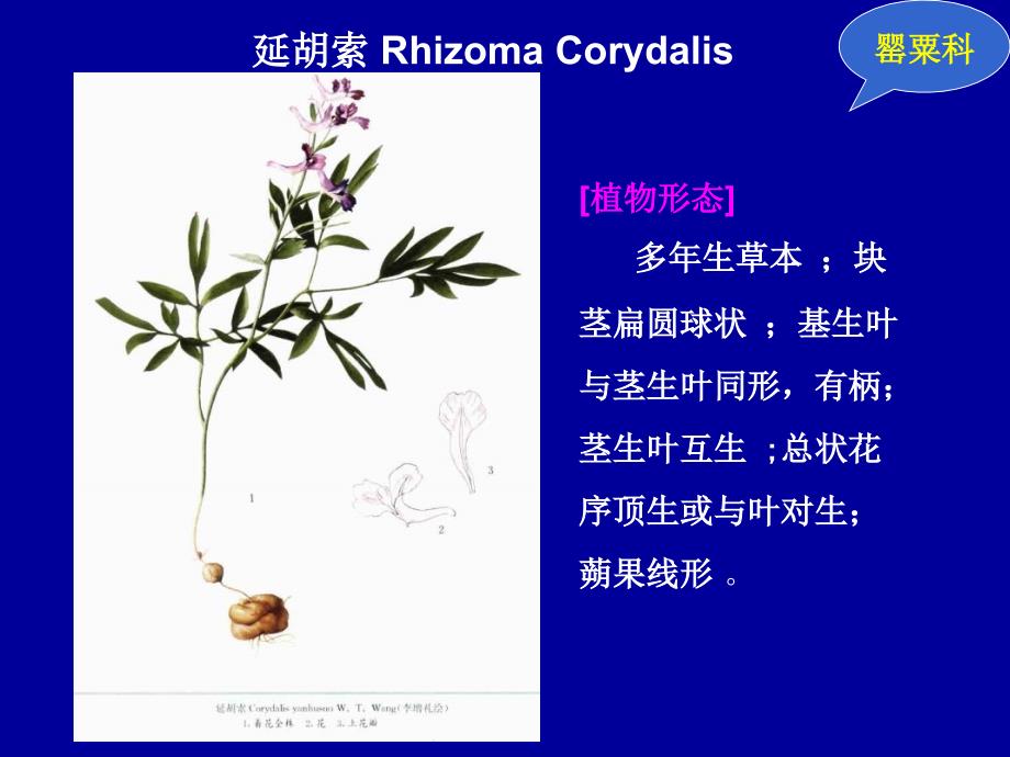 生药学教学课件：第十二章 被子植物类生药（三）_第3页