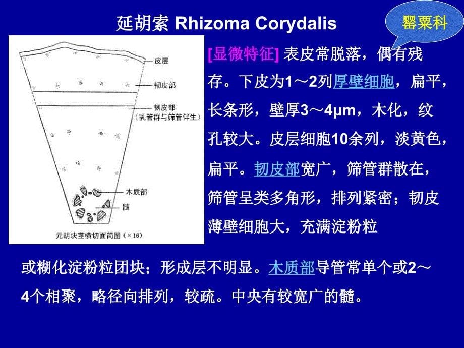 生药学教学课件：第十二章 被子植物类生药（三）_第5页