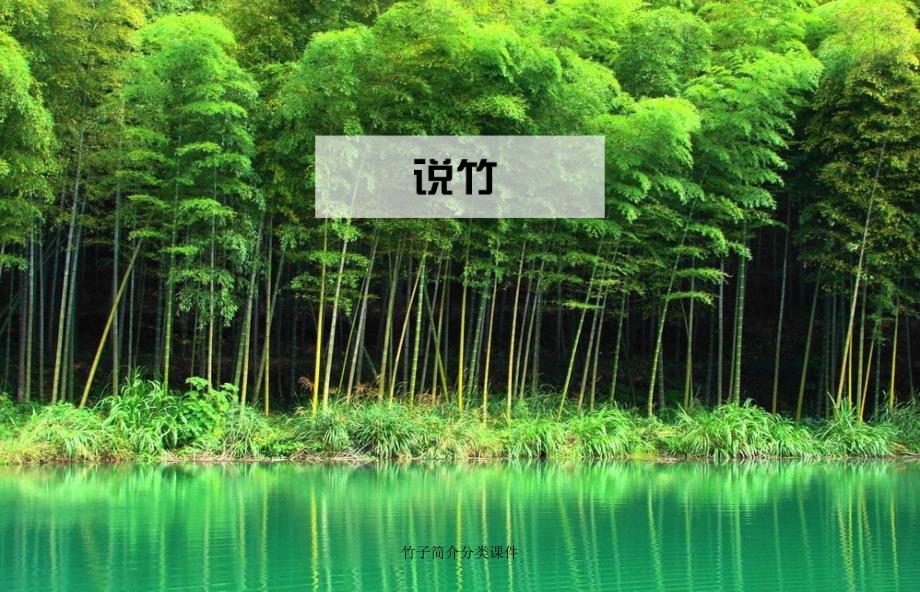 竹子简介分类课件_第1页