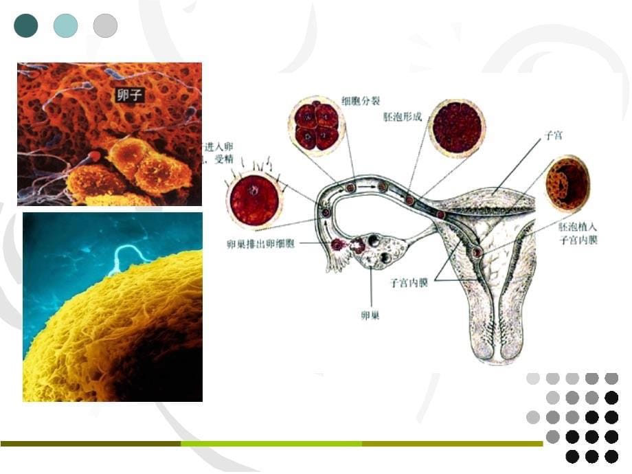 从生物圈到细胞_第5页