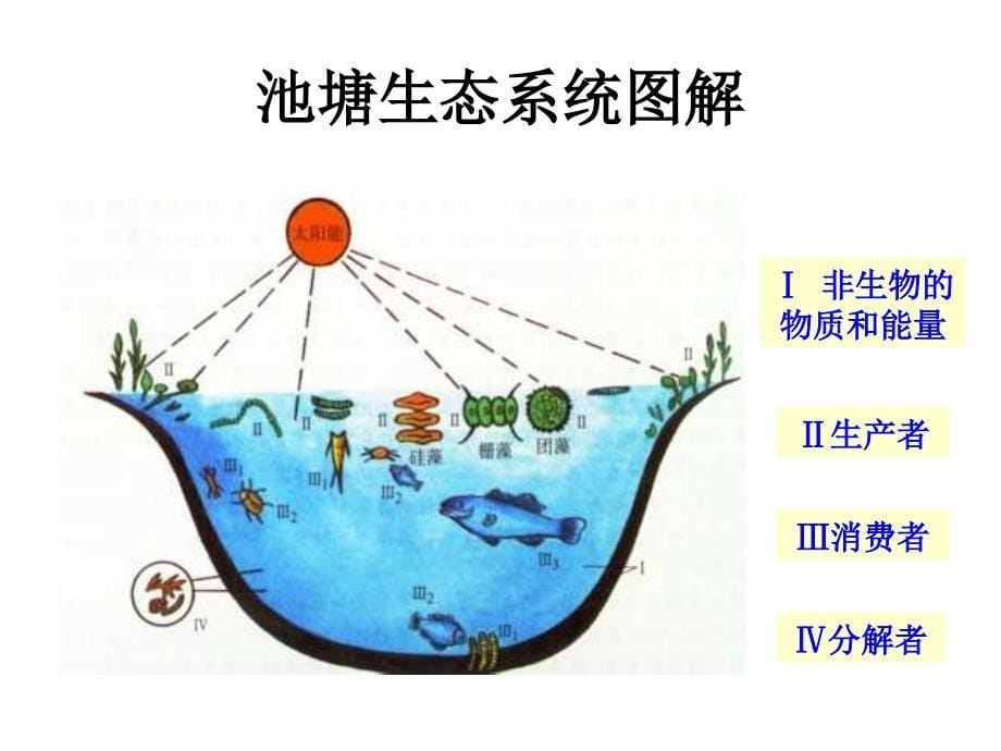 51生态系统的结构_第5页