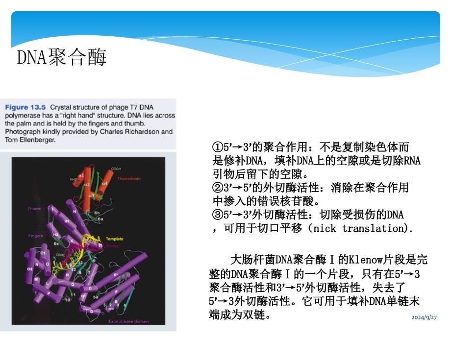 PCR的种类及应用_第5页