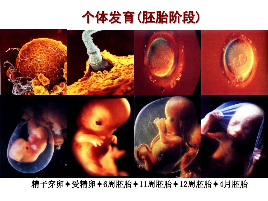 儿童发育体格运动心智语言发育_第3页