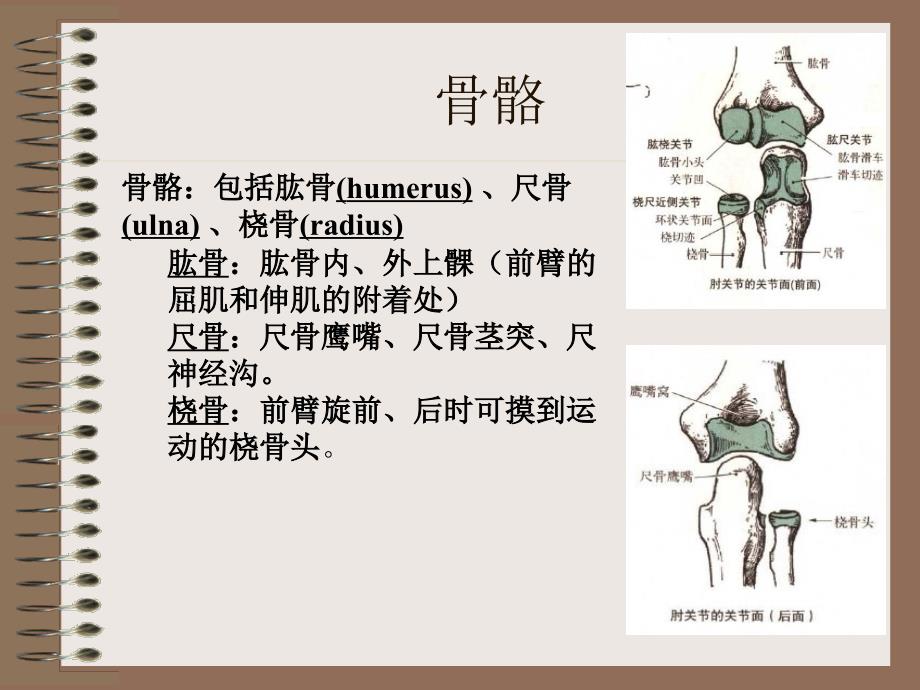 肘部解剖及相关生物力学_第3页