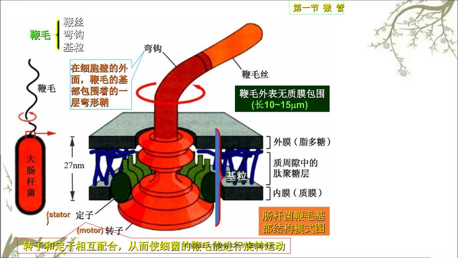 中国海洋大学细胞生物学12细胞骨架_第4页