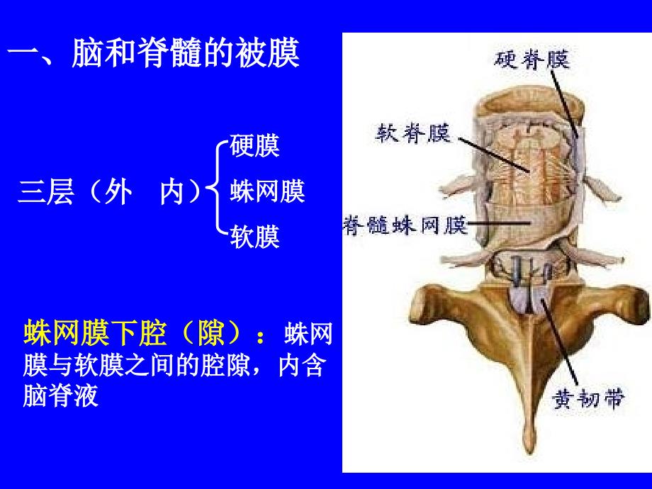 脑和脊髓被膜血管及脑脊液循环_第2页