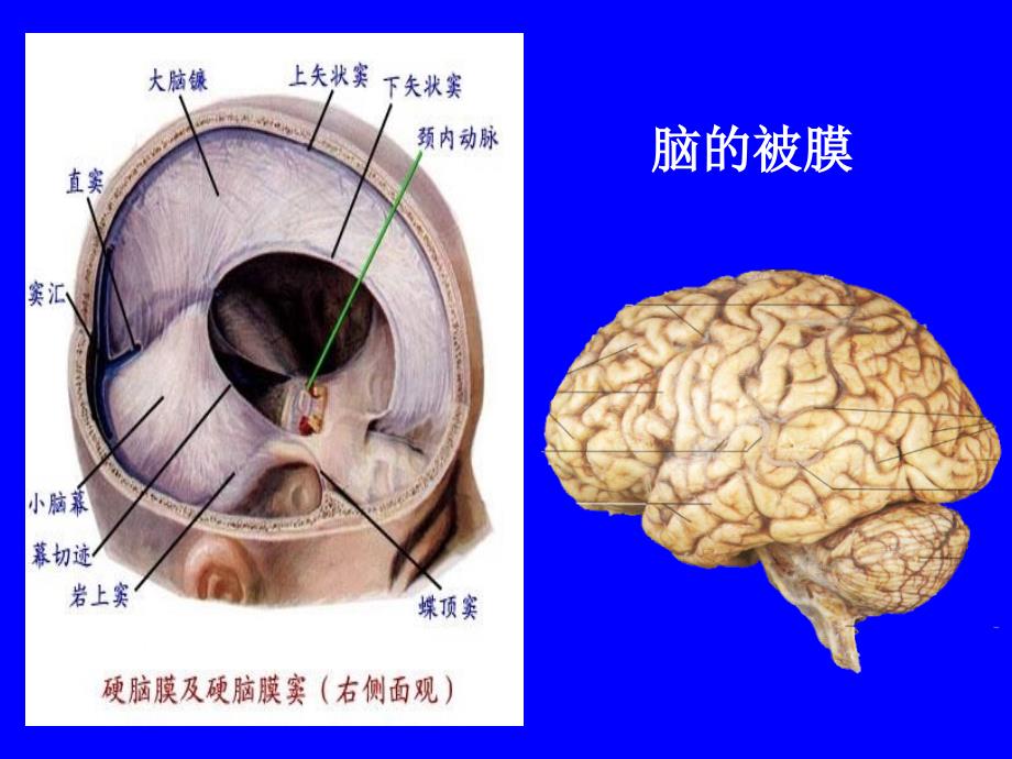 脑和脊髓被膜血管及脑脊液循环_第3页