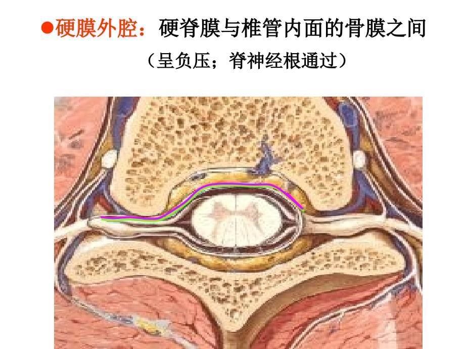 脑和脊髓被膜血管及脑脊液循环_第5页