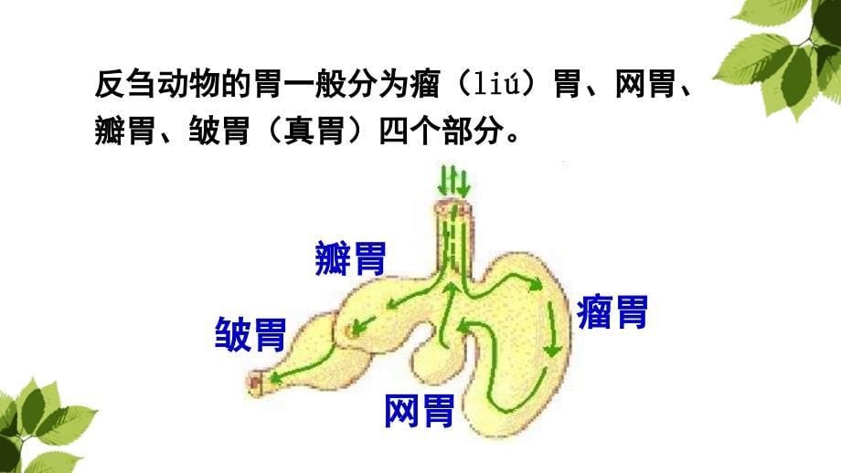 三年级上册在牛肚子里旅行课堂PPT_第5页