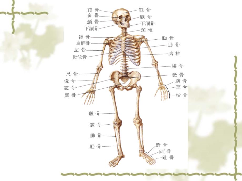 常见四肢骨折病人的护理ppt_第2页