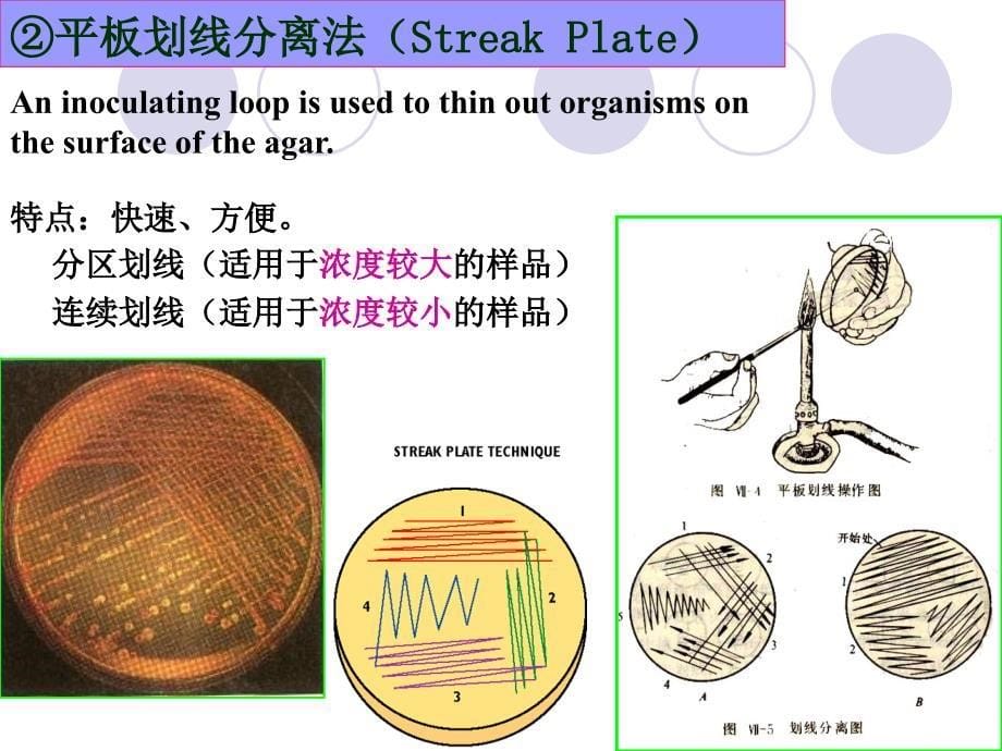 生长与繁殖的概念_第5页