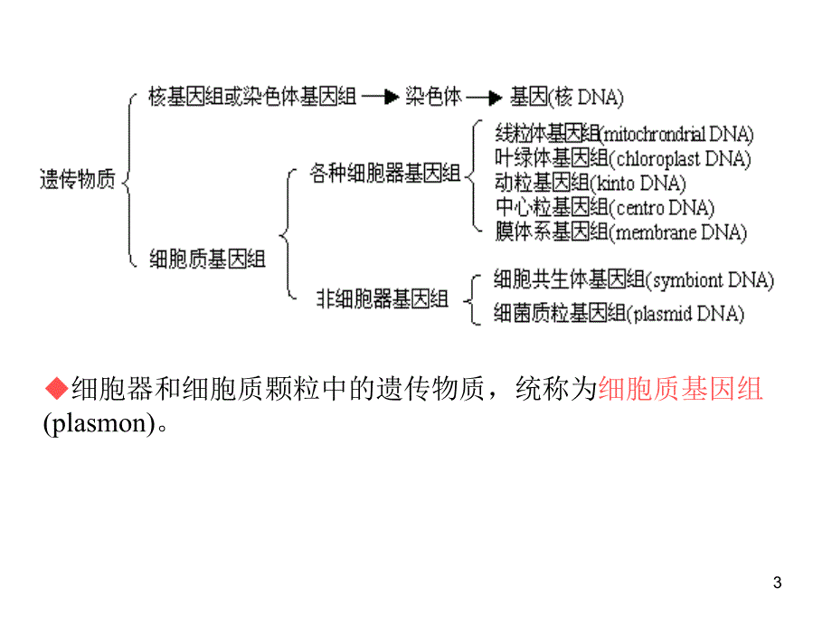 普通遗传学：第11章 细胞质遗传_第3页