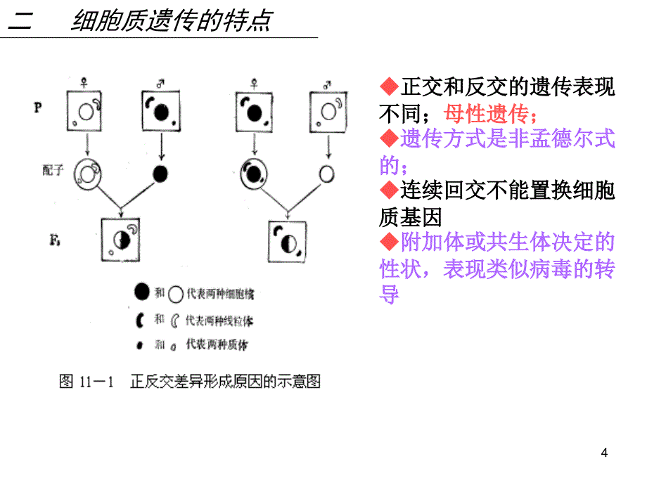 普通遗传学：第11章 细胞质遗传_第4页