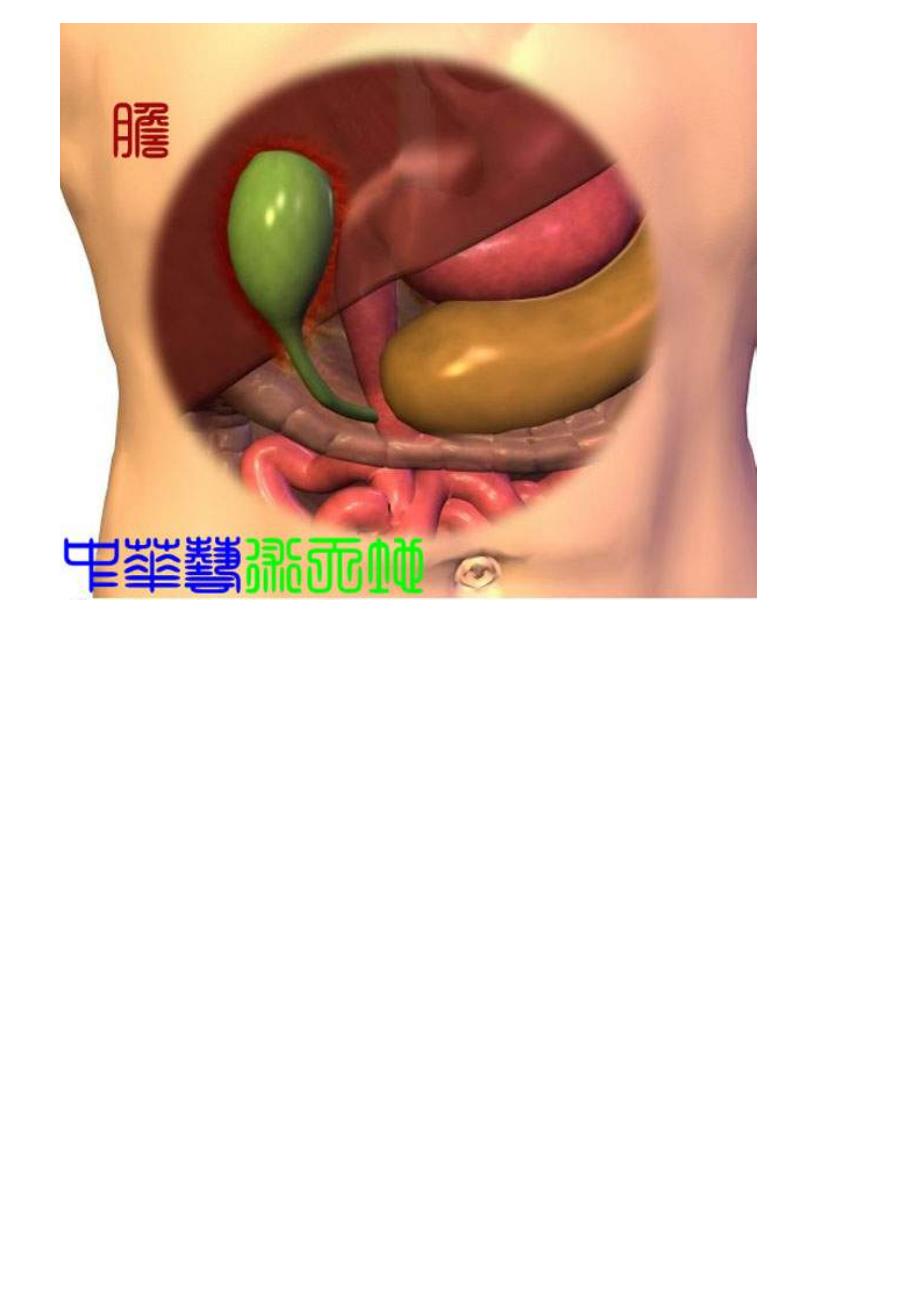 人体内脏解剖结构图_第2页