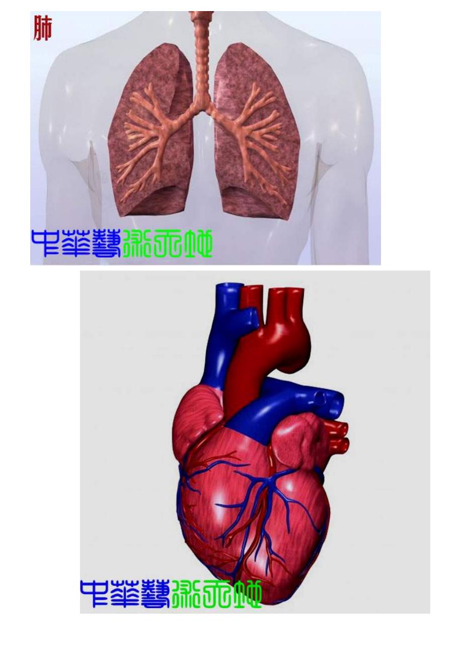 人体内脏解剖结构图_第4页