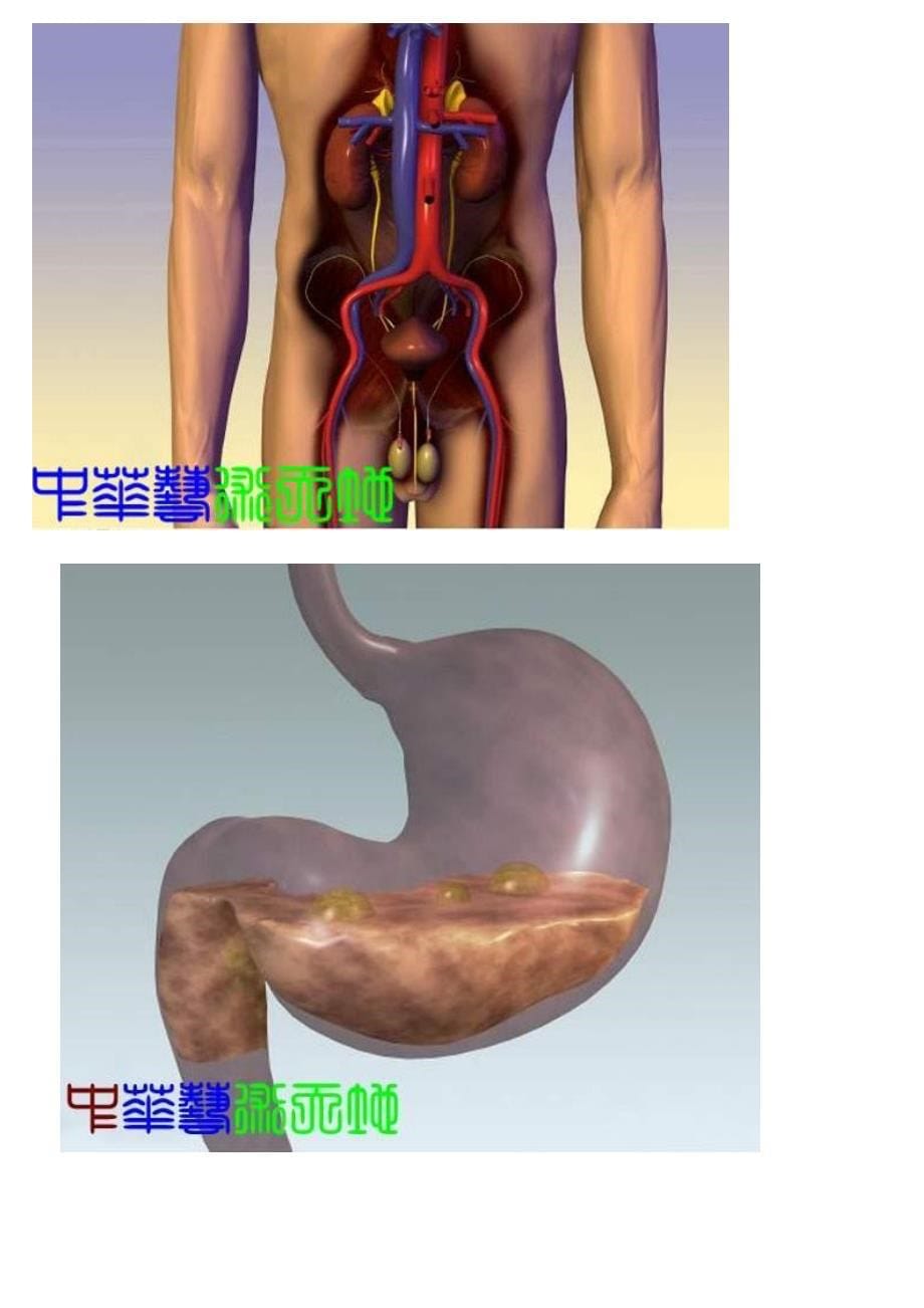 人体内脏解剖结构图_第5页