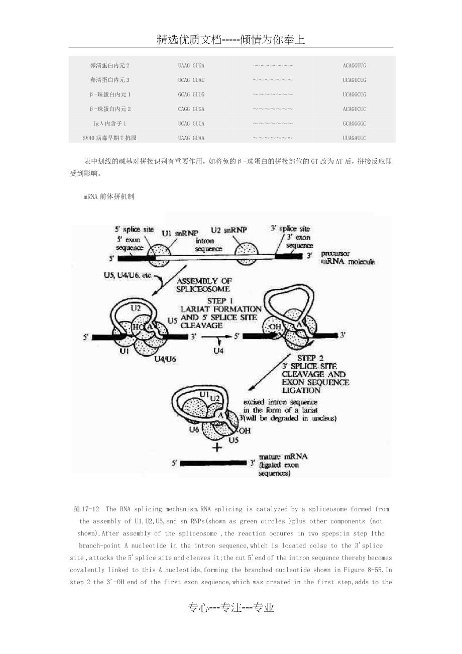 RNA转录后的加工与修饰_第4页