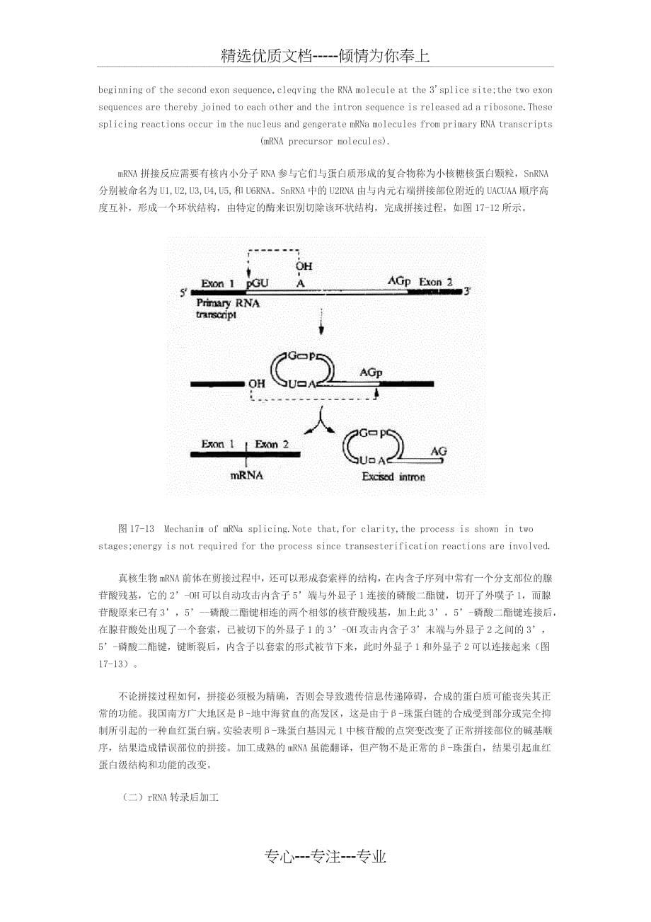 RNA转录后的加工与修饰_第5页