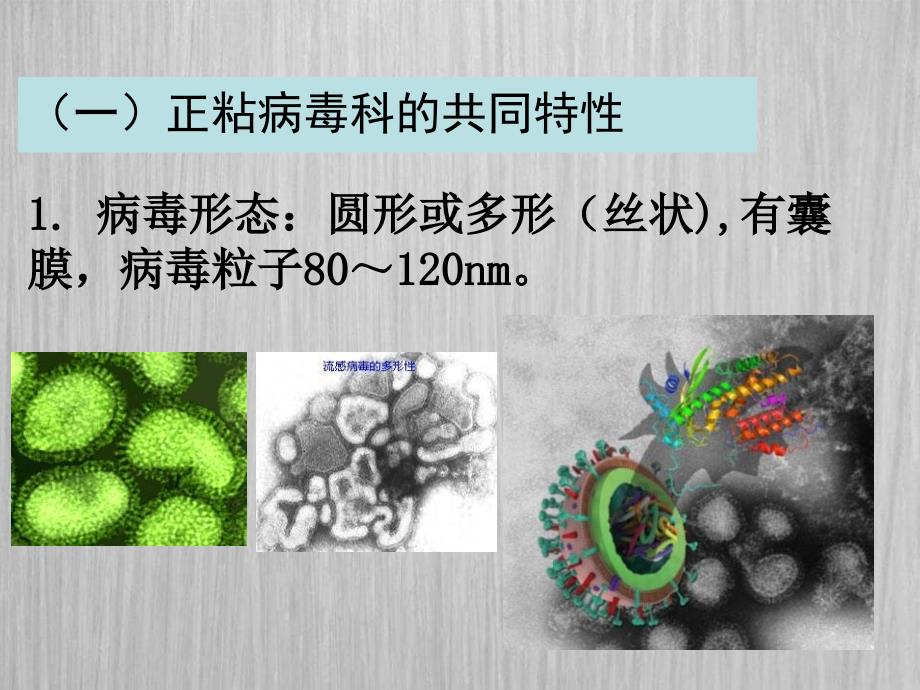 动物病毒学第12章负链RNA病毒_第3页