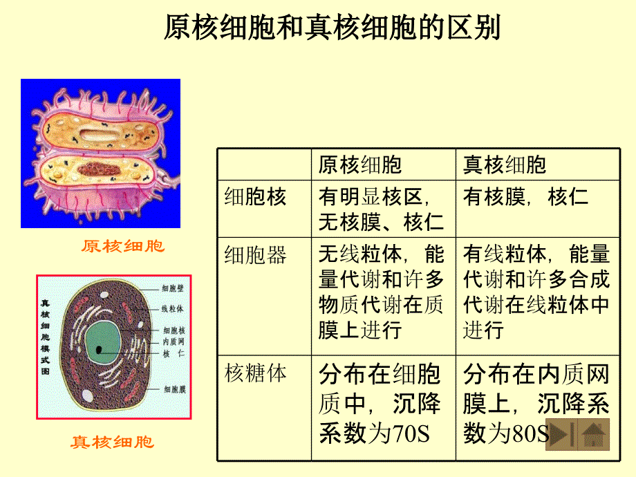 第二部分微生物的形态和构造一原核微生物名师编辑PPT课件_第2页