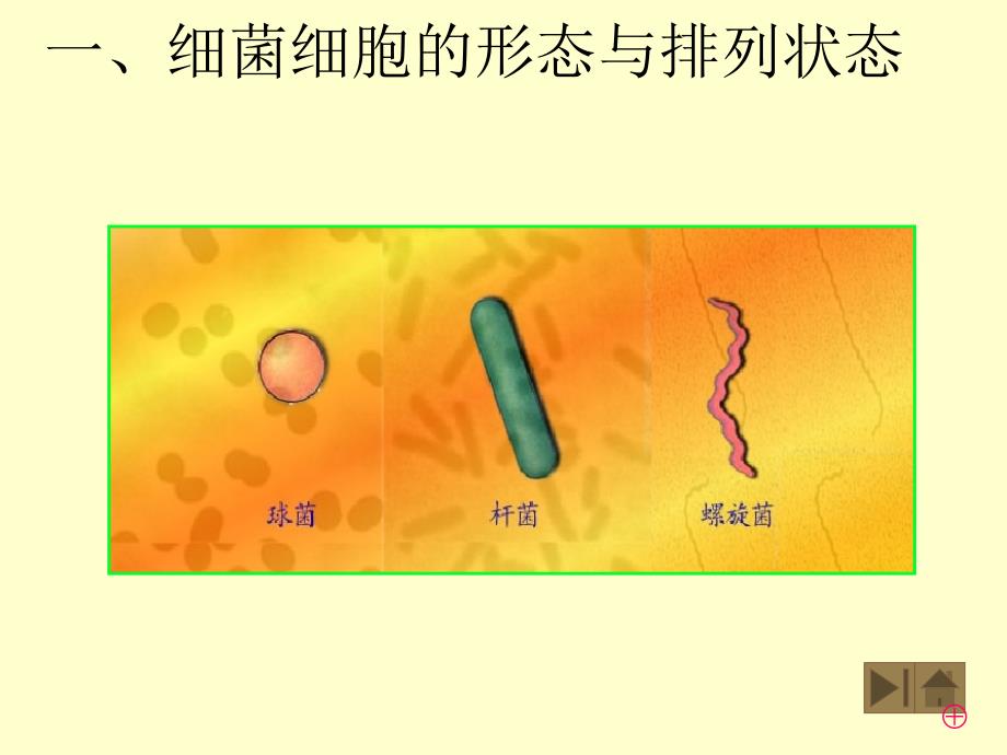 第二部分微生物的形态和构造一原核微生物名师编辑PPT课件_第4页