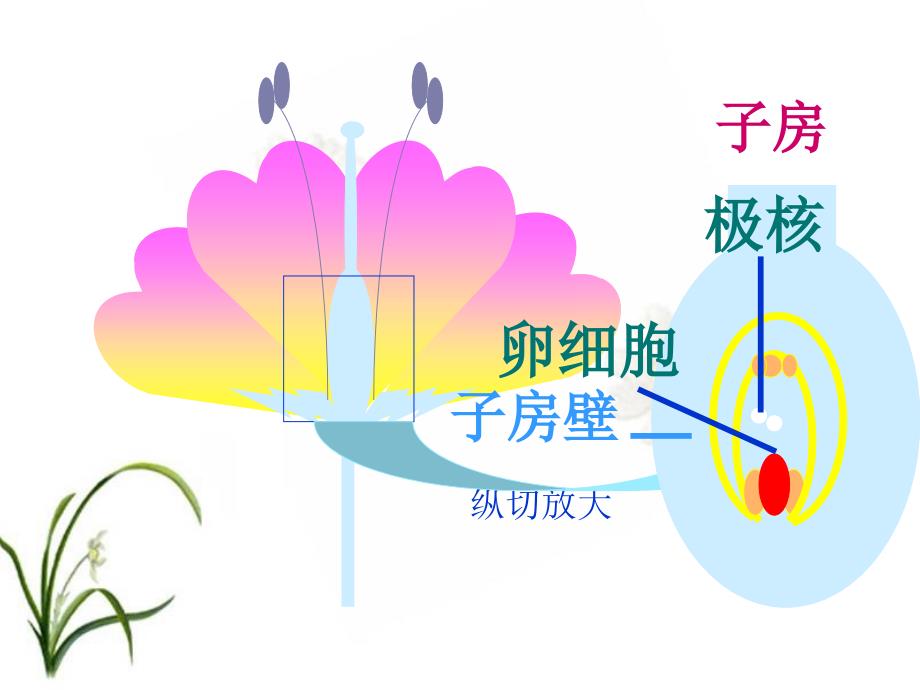 开花和结果(上课)_第4页