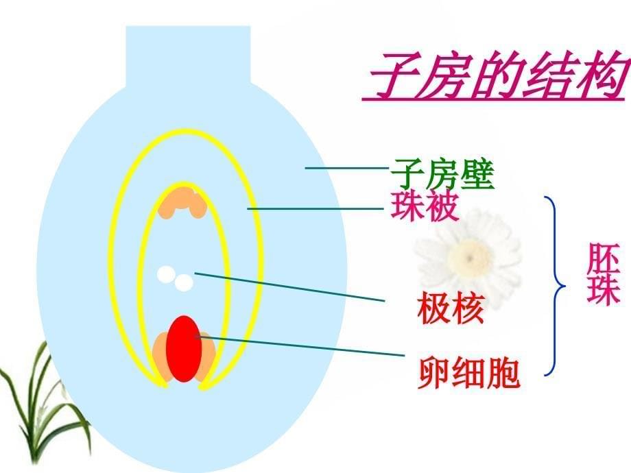 开花和结果(上课)_第5页