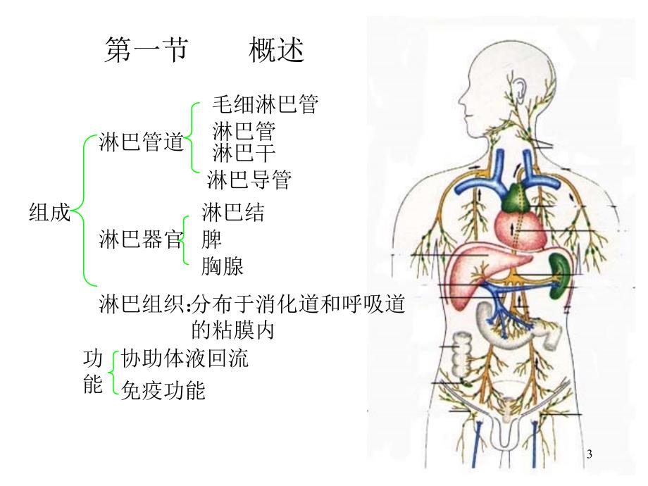 人体解剖学淋巴系统PPT课件_第3页