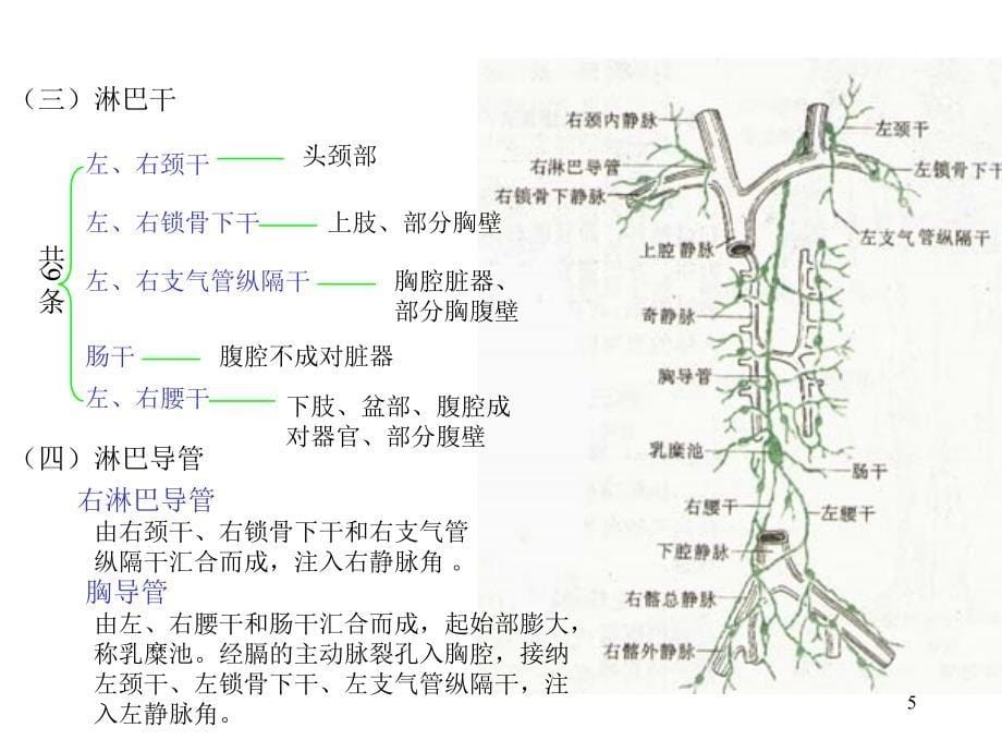 人体解剖学淋巴系统PPT课件_第5页