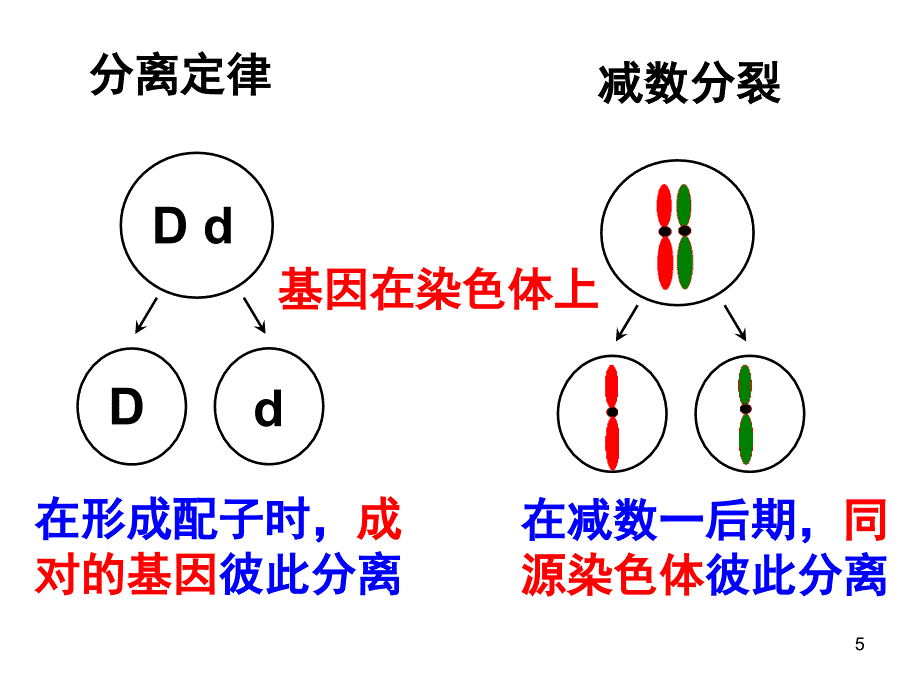 基因在染色体上ppt---获奖课件_第5页