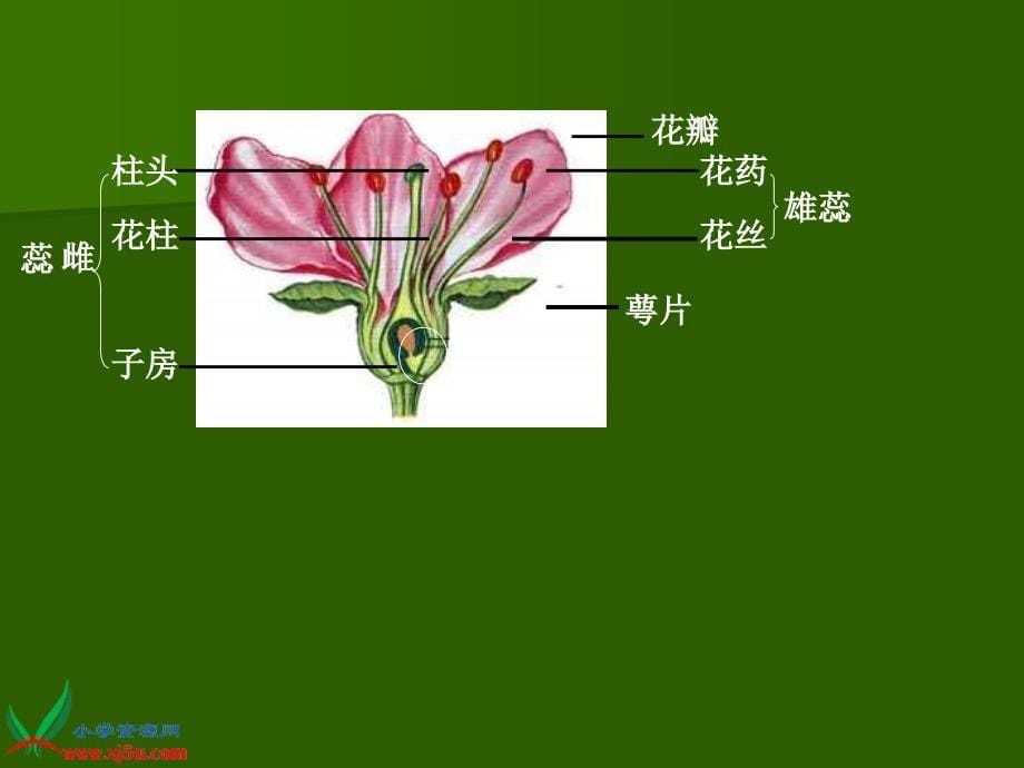 青岛版小学科学五年级下册植物的花课件1_第5页