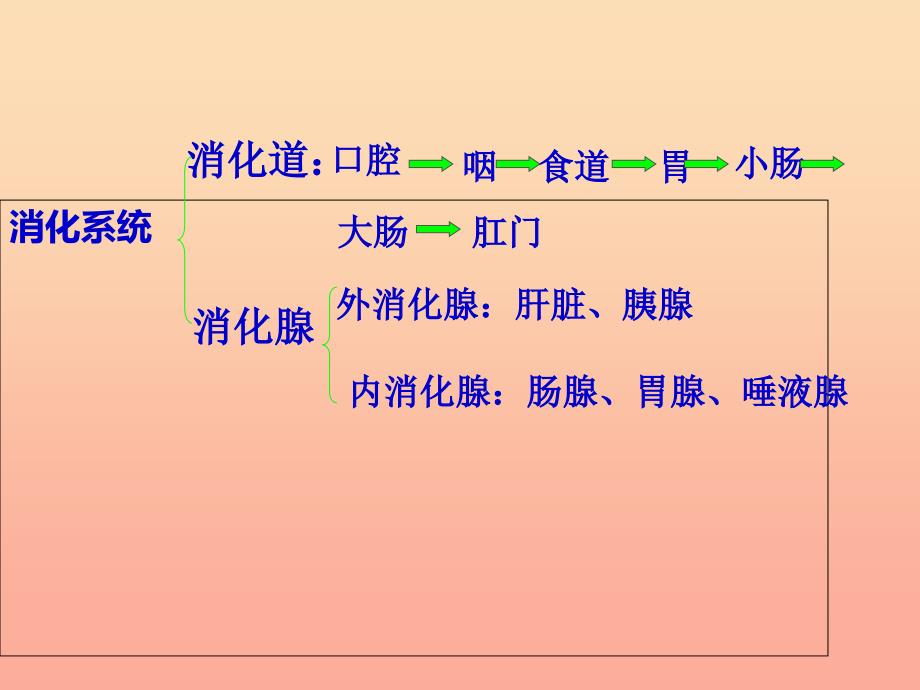 五年级科学上册第6课食物到哪里去了课件3青岛版.ppt_第3页