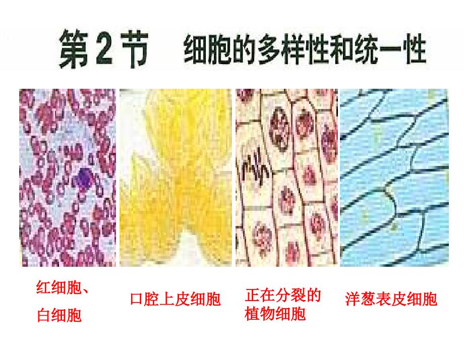 12细胞多样性和统一性_第1页