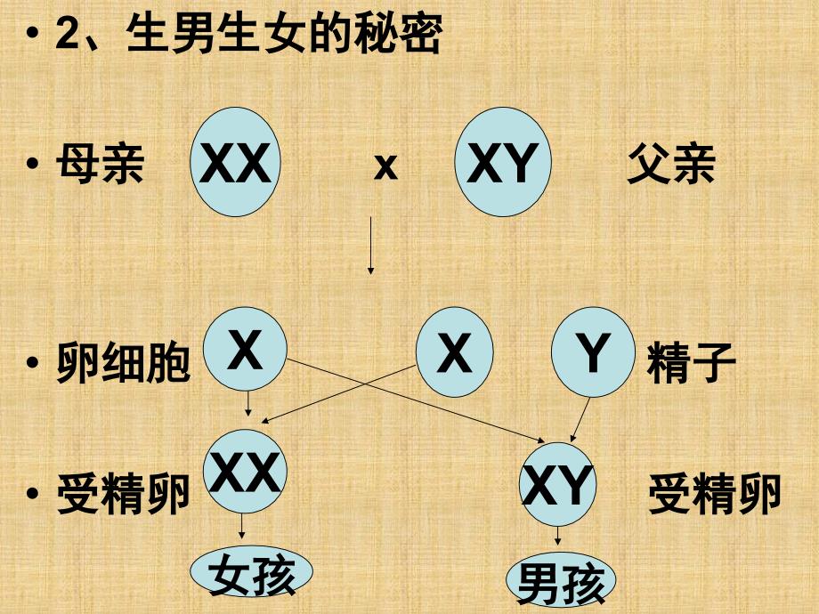 医学课件第15章生物的遗传和变异_第4页