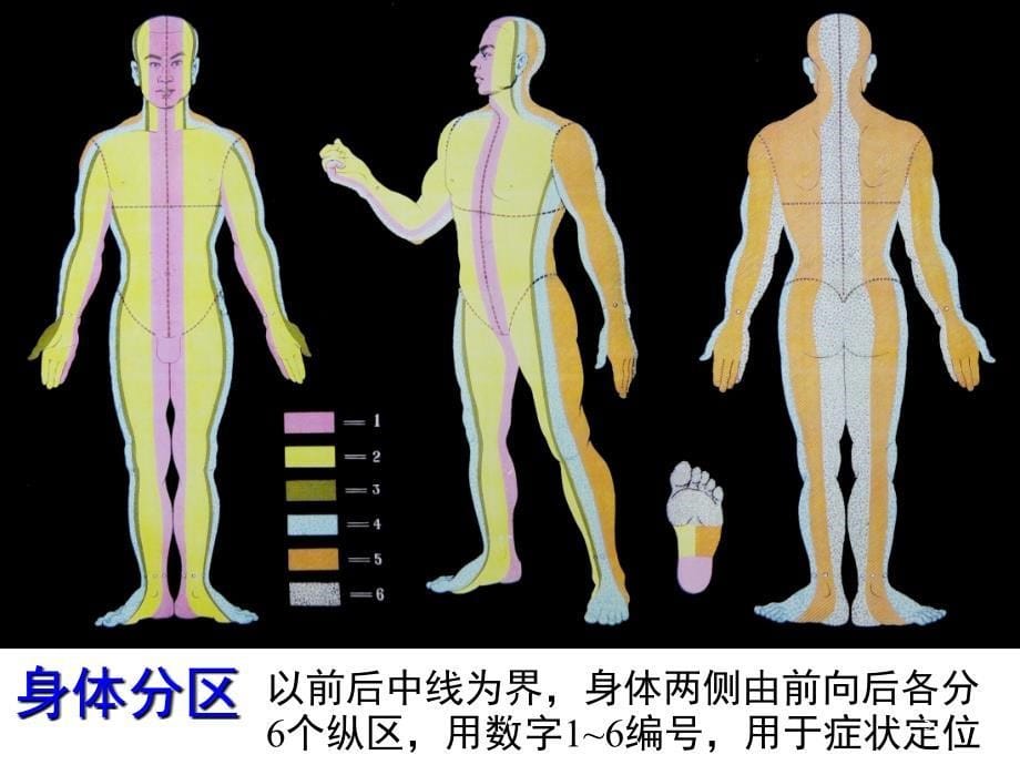 优质课件腕踝针培训_第5页