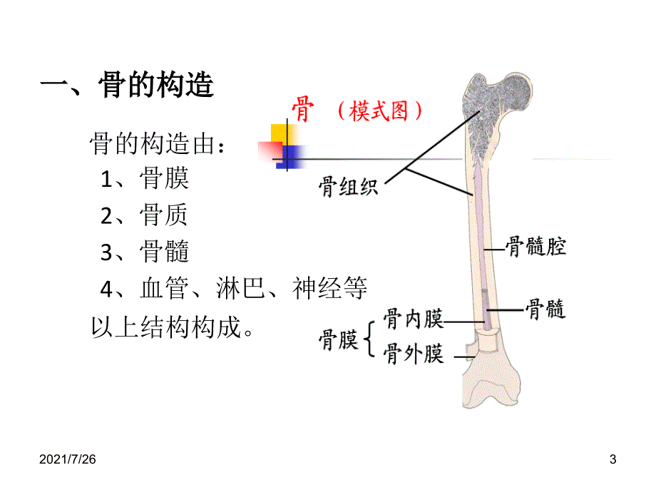 骨组织结构课件_第3页