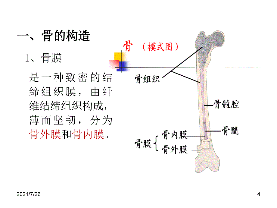 骨组织结构课件_第4页