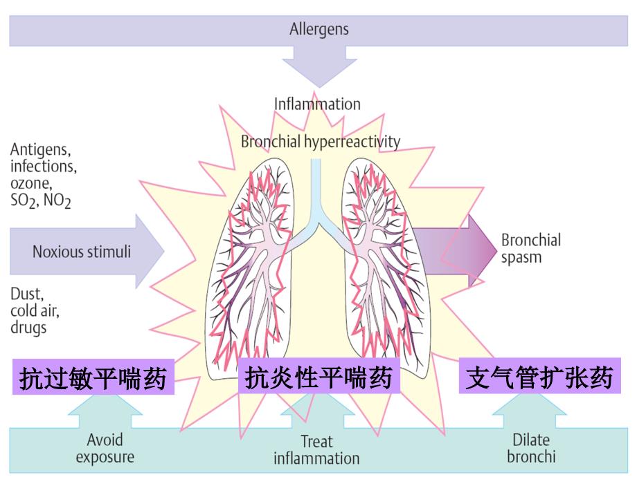 药理学作用于呼吸消化系统的药物课件_第4页