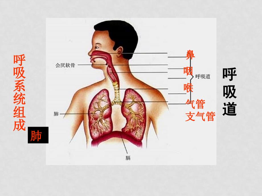 七年级生物下册 10.4 人体和外界的气体交换苏教版_第3页