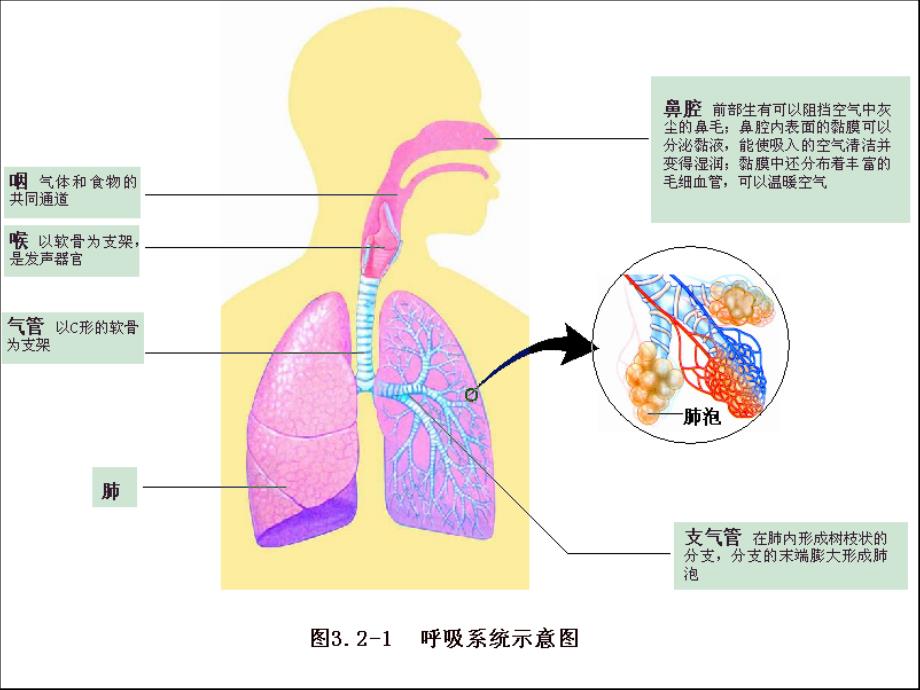 七年级生物下册 10.4 人体和外界的气体交换苏教版_第4页