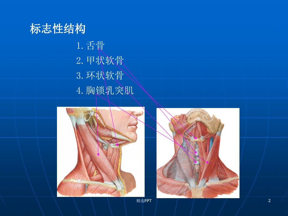 颈部淋巴结分区课件_第2页