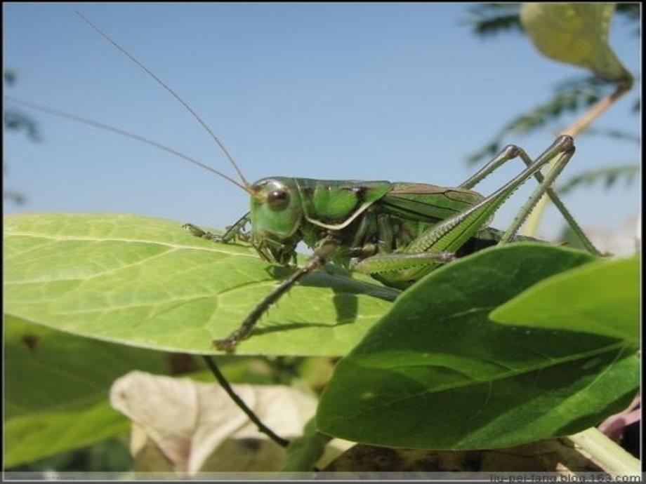 鄂教版四年级下册语文《豆花庄的小家伙们》教学_第4页