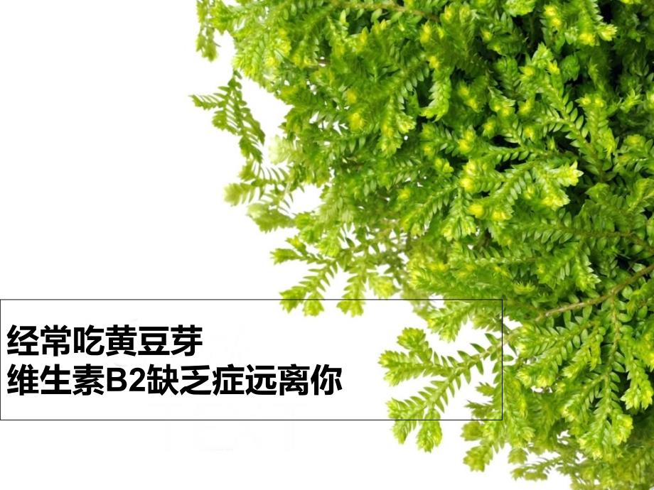 经常吃黄豆芽维生素B2缺乏症远离你_第1页