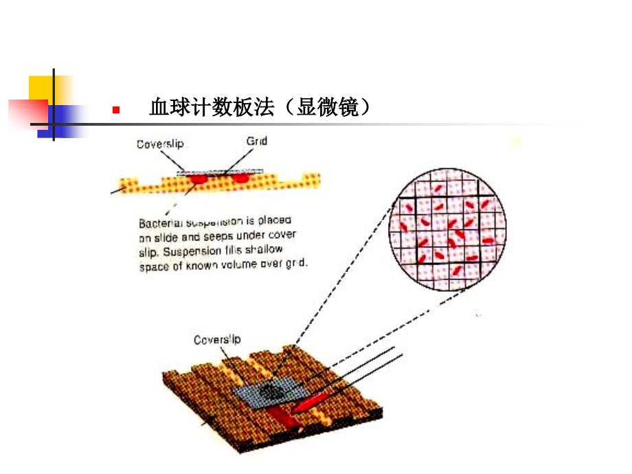 水处理生物学(第七讲)_第2页