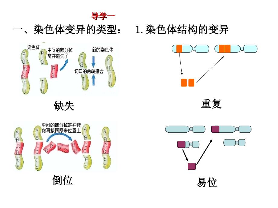 22染色体变异_第2页