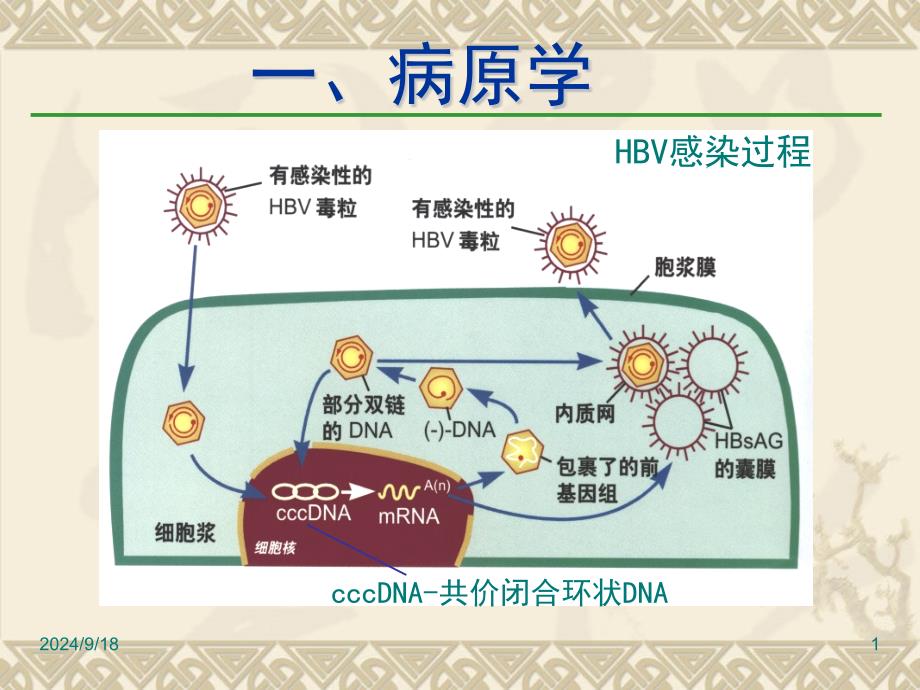 乙肝防治指南解读课件_第1页