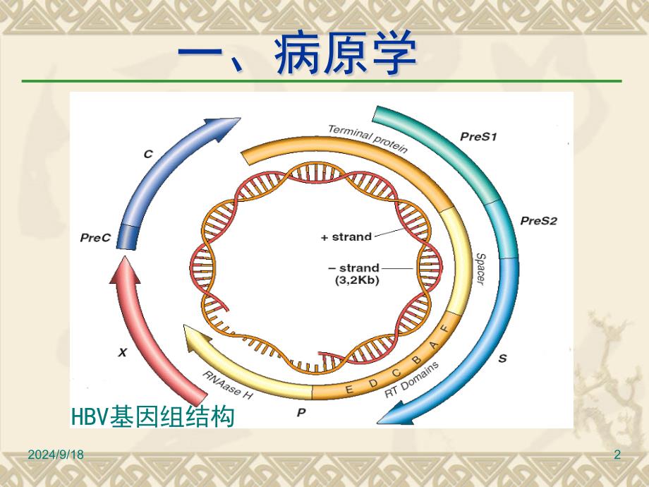 乙肝防治指南解读课件_第2页