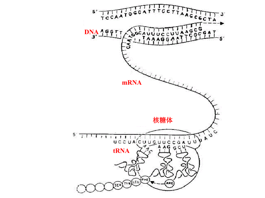 分子生物学讲座5——蛋白质的生物合成（翻译）_第2页